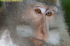 macaque closeup
